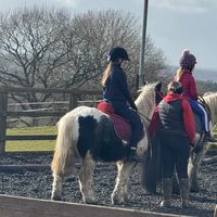 darcey.horseedition
