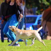 four_crazy_labradors