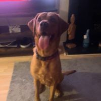 buddythedog035