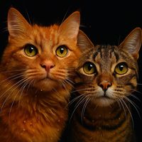 olympofelino