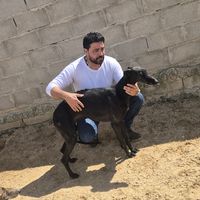 galgoschiconegro1