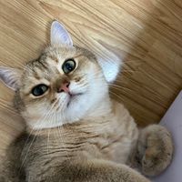 原聲