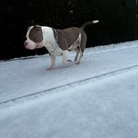 bullyxl62