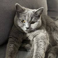 kittylili