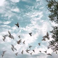 الصوت الأصلي