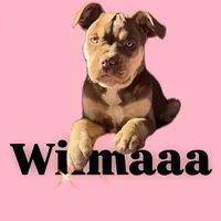 original sound - die_wilmaaa