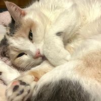 microchip.emozionale