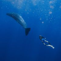 girlwithwhales