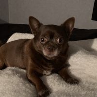 mnestix
