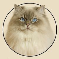 belle___puma