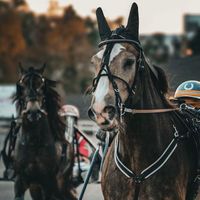 norsktravsport