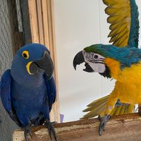 margo_themacaw