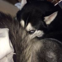 userguccihusky