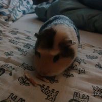 nadia.lorek2