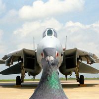 maverickpigeon