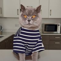 mittensthebluecat