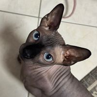 tokoritsitouaugoustou