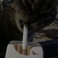 mrmeow999_