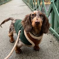 franklin.the.sausage.dog