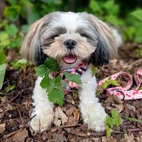cola_the_dogg