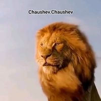 chaushev_54