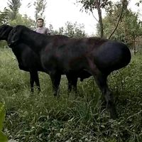 gissar_seleksiya2