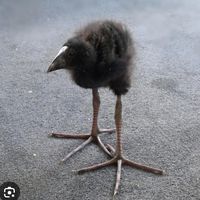 lemaxeurdefou
