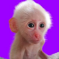 sweet.moon.monkey