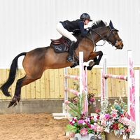 lsc.showjumping