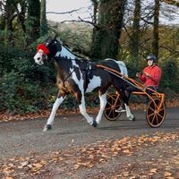 rrtrotting
