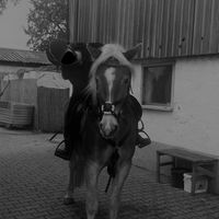 herzens__haflinger