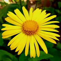 original sound - nature_live_music