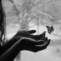 ...butterfly83