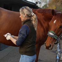equinesheathhygienist