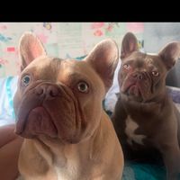 frenchiesworldxoxo