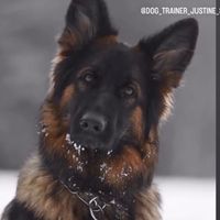 jpsnaturalpetsupplements