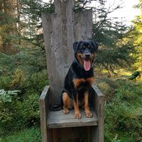 rottih5