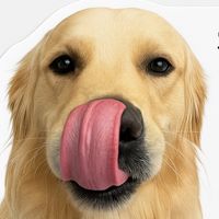 thegoldendoug