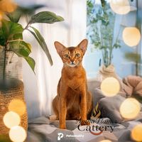 abyssinian_somali_ro