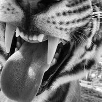 оригінальний звук