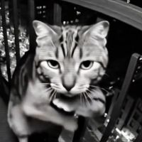 strange.catfr
