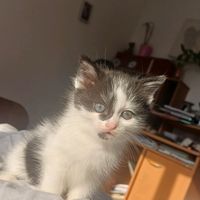 mowgli.w.1