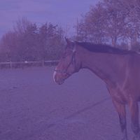 equestrian077