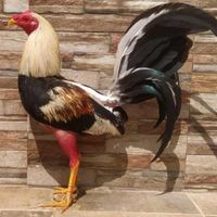 gallera_los_nietos
