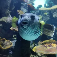 original sound - fishisfun