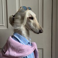afghanhoundinthecity