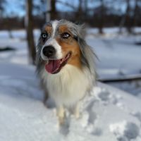 mini_aussi_jacy