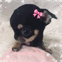 nanitap_