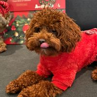 gigithetoypoodle0