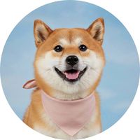shibainu_yuzuki